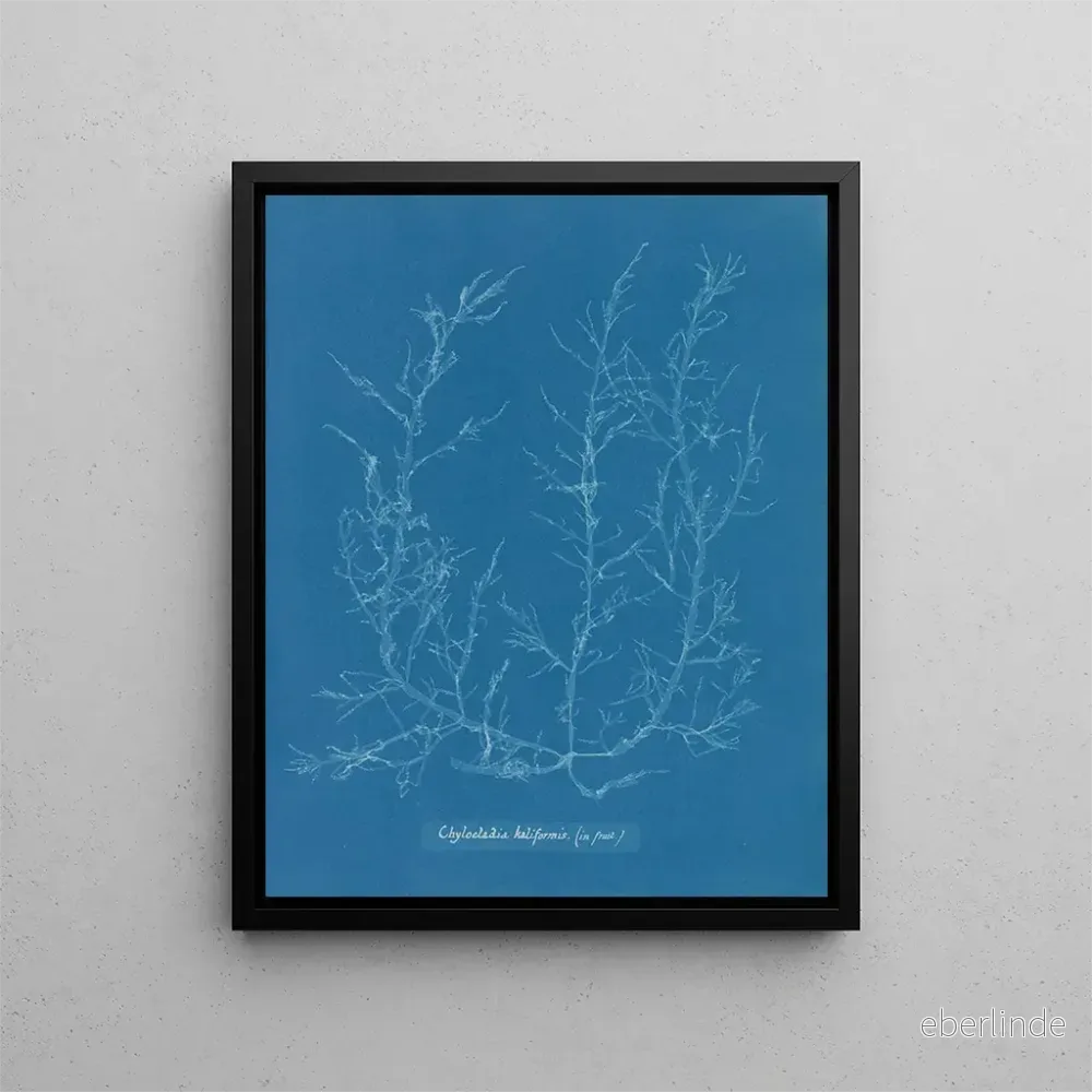 Målning av Chylocladia kaliformis i frukterna – Anna Atkins | Konsttryck Målning av Chylocladia kaliformis i frukterna – Anna Atkins | Konsttryck
