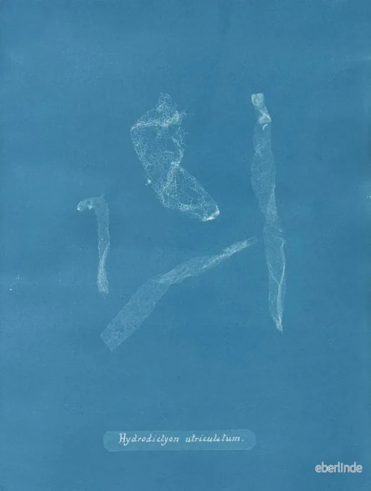 Målning Hydrodictyon utriculatum - Anna Atkins | Konsttryck - Bild 2
