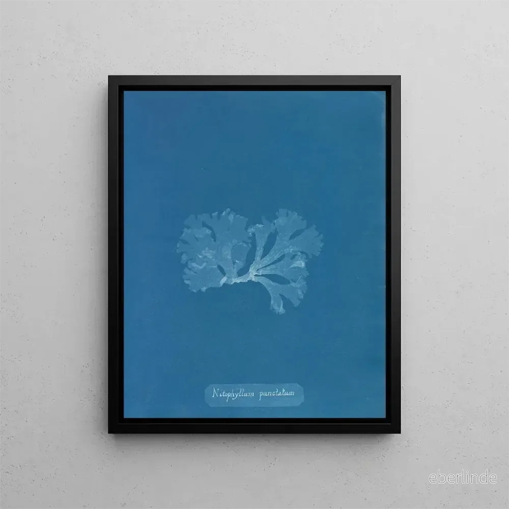Målning Nitophyllum punctatum - Anna Atkins