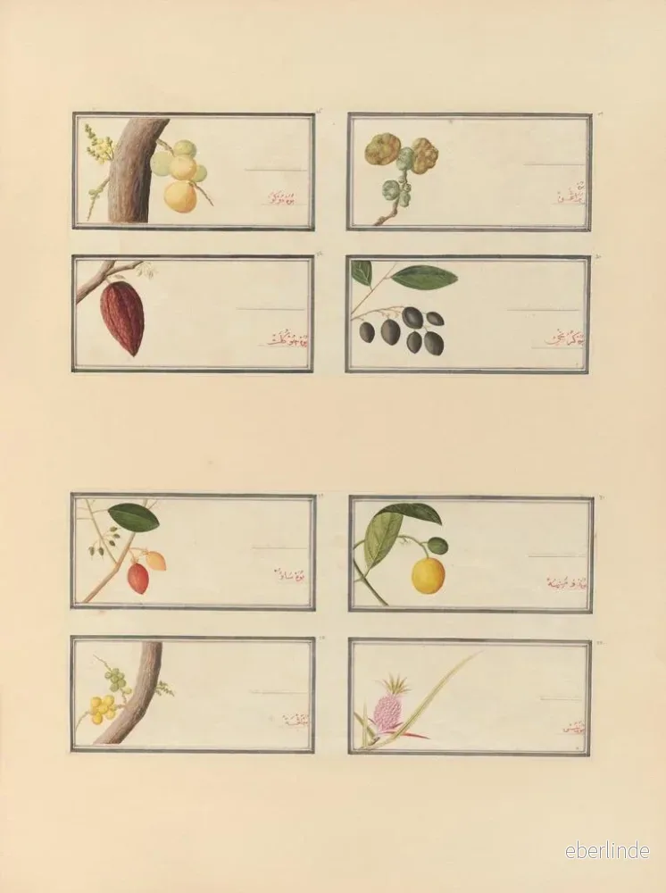 Målning Album d'aquarelles chinoises de fruits asiatiques Pl26 - Anonyme | Konsttryck - Bild 2