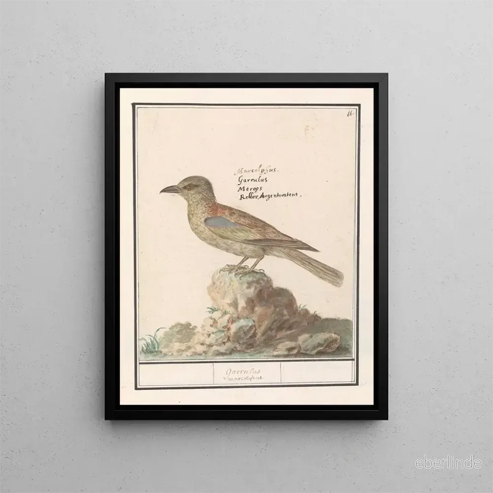 Målning av Flemish Gáa Garrulus glandarius – Anselmus Botius de Boodt Målning av Flemish Gáa Garrulus glandarius – Anselmus Botius de Boodt