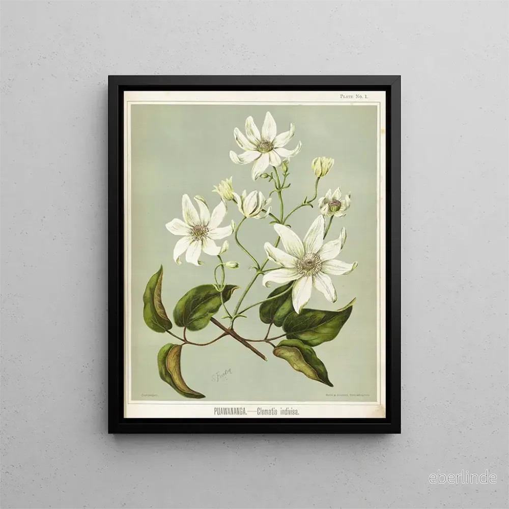 Målning Puawananga Clematis indivisa, Planche 1 – Sarah Featon | Konsttryck
