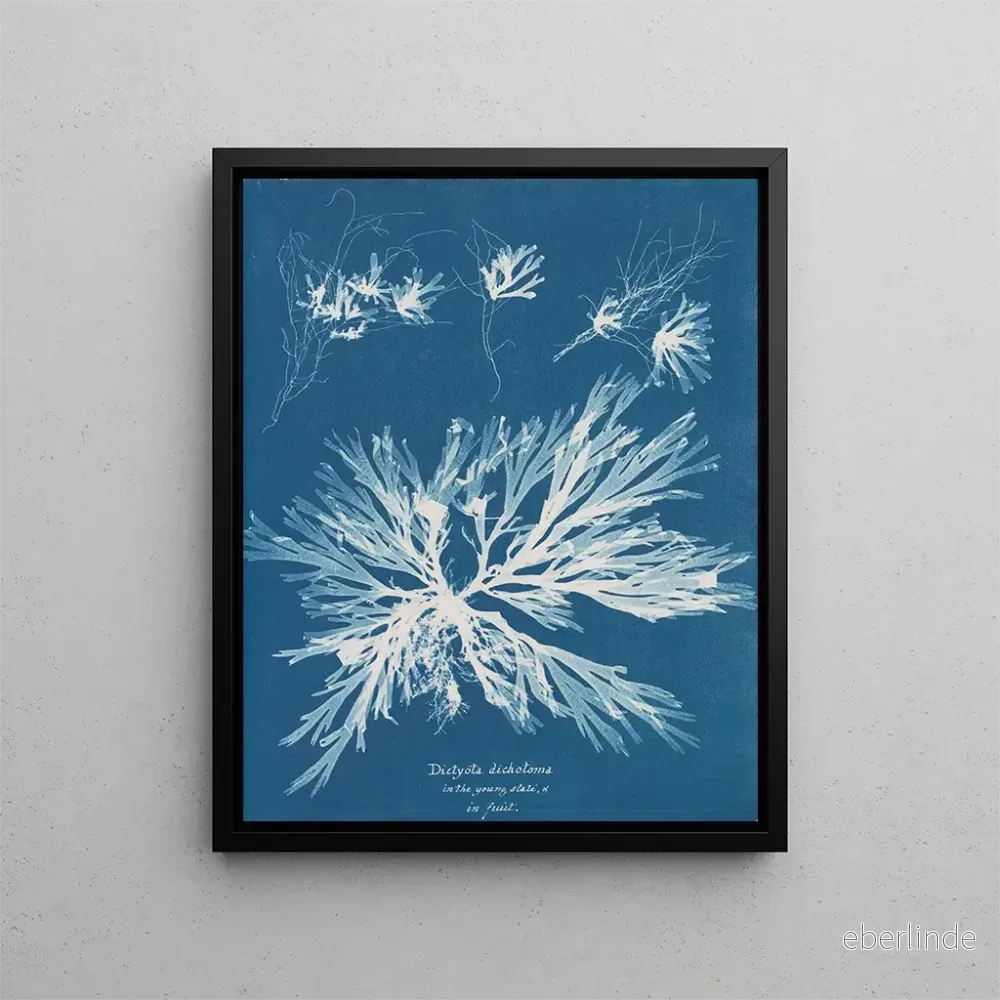 Målning Dictyota dichotoma i ung och fruktbar tillstånd - Anna Atkins