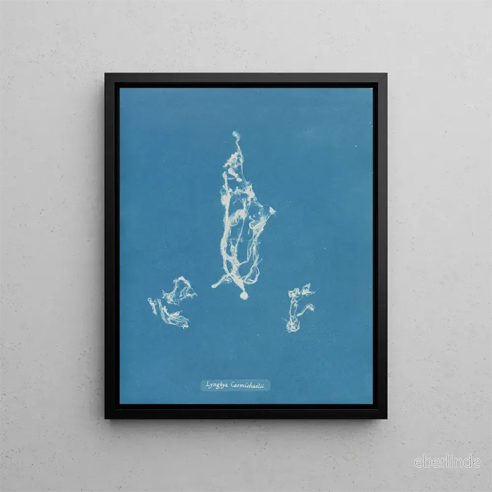 Målning Lyngbya Carmichaelii - Anna Atkins | Konsttryck