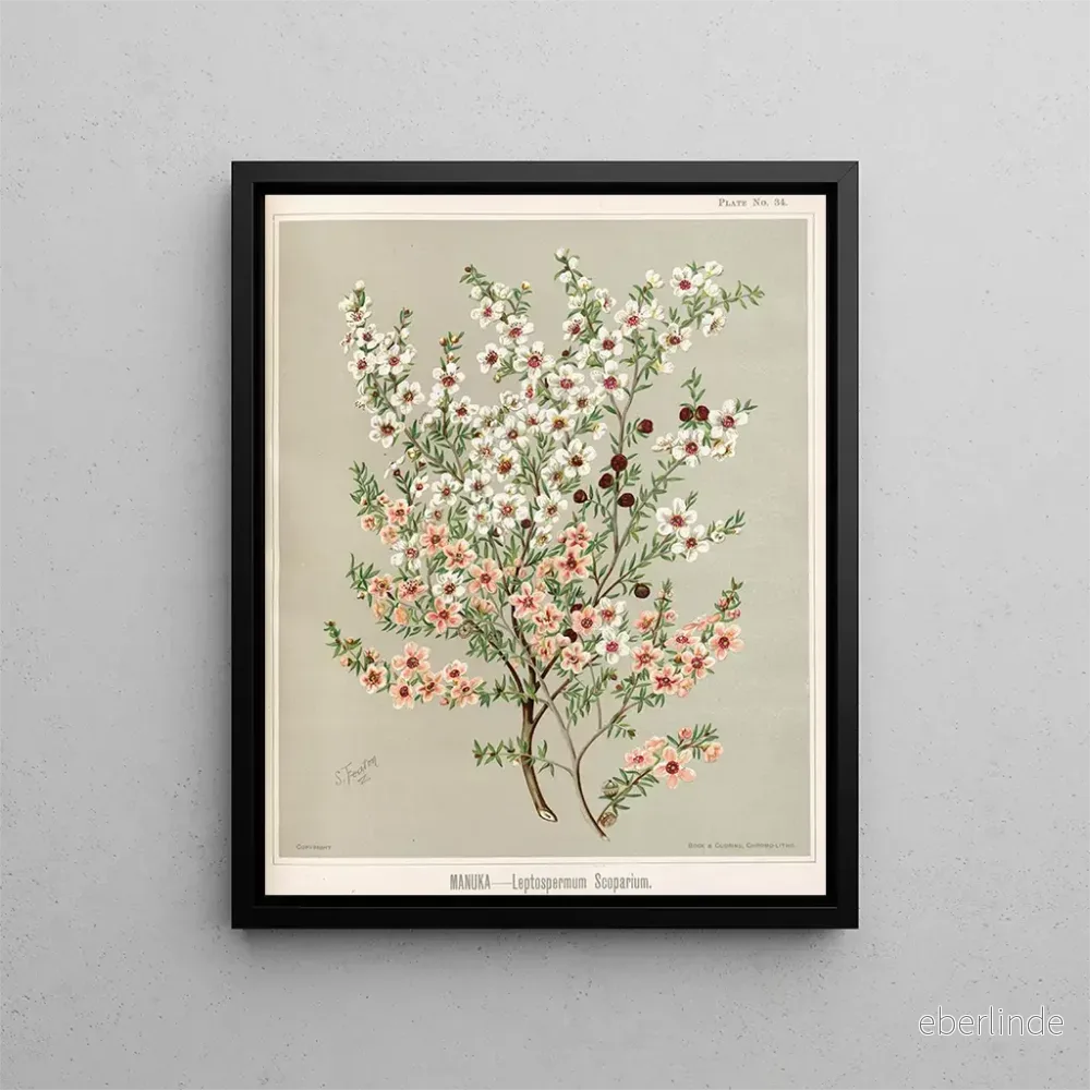 Målning Manuka Leptospermum scoparium - Sarah Featon | Konsttryck - Bild 2