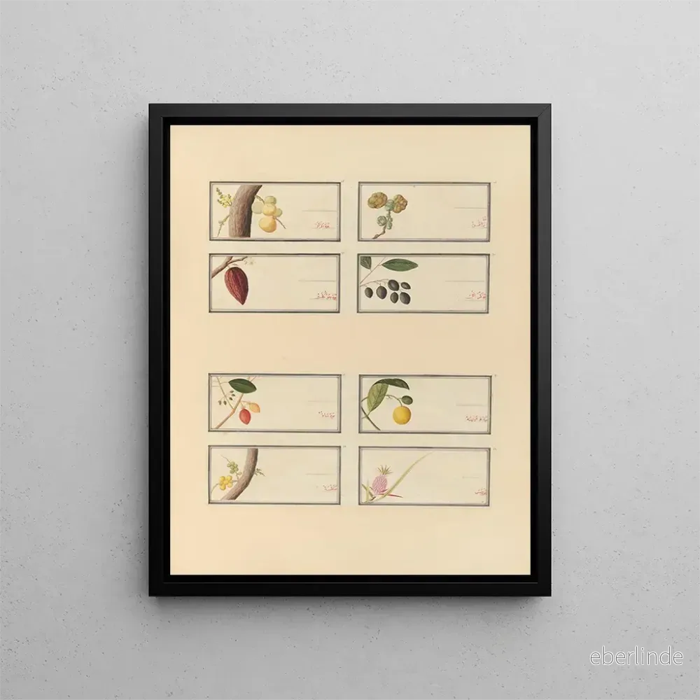 Målning Album d’aquarelles chinoises de fruits asiatiques Pl26 – Anonyme | Konsttryck Målning Album d’aquarelles chinoises de fruits asiatiques Pl26 – Anonyme | Konsttryck