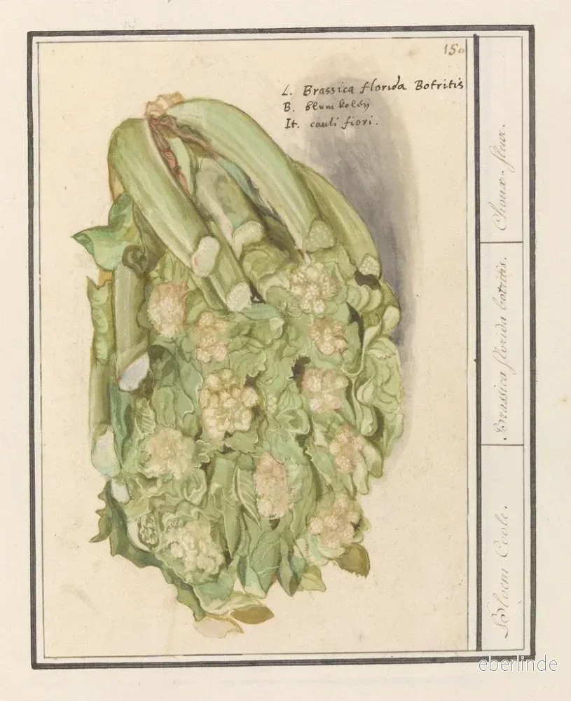 Målning Bloemkool Brassica oleracea convar botrytis var Botrytis - Anselmus Botius de Boodt | Konsttryck - Bild 2