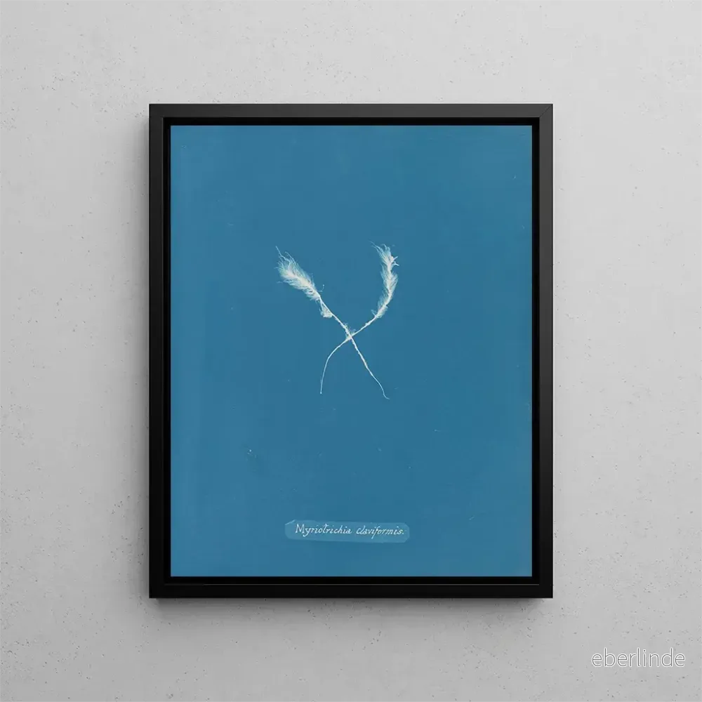 Målning Myriotrichia claviformis – Anna Atkins | Konsttryck Målning Myriotrichia claviformis – Anna Atkins | Konsttryck