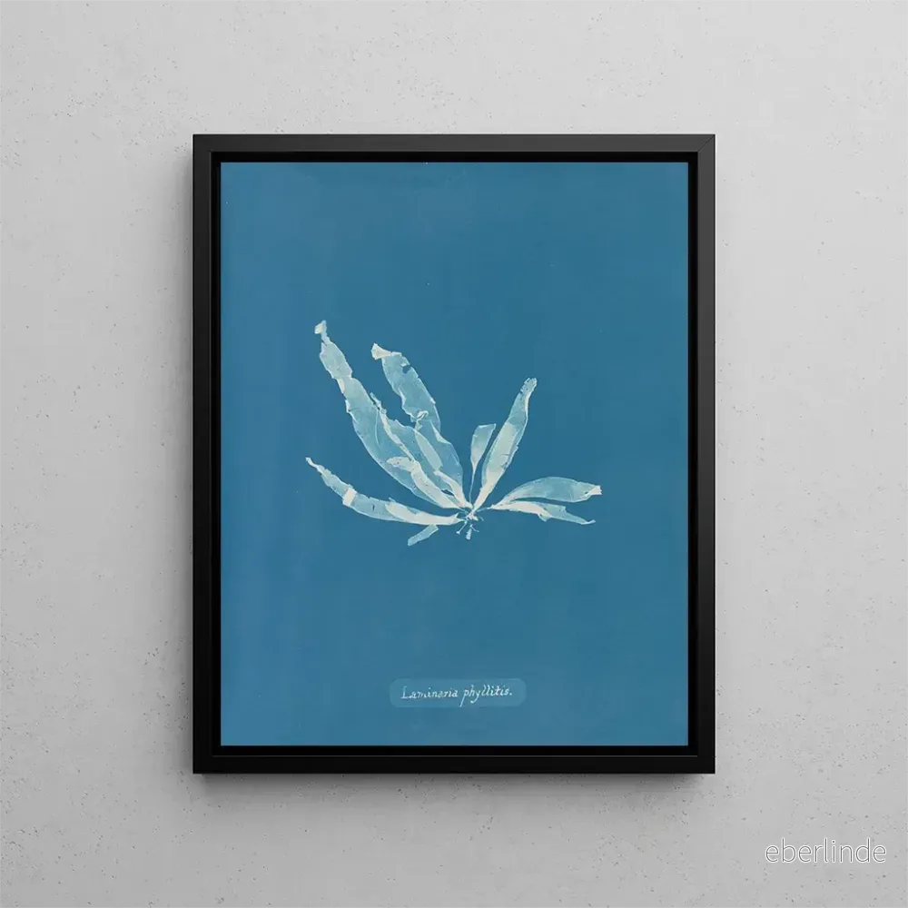 Målning Laminaria phyllitis - Anna Atkins