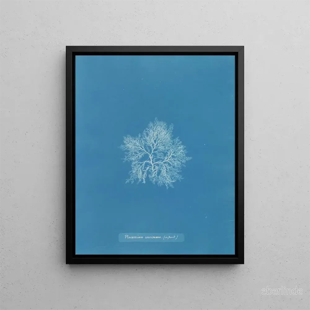 Målning Plocamium cramoisi i frukten - Anna Atkins | Konsttryck