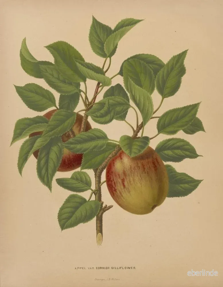 Målning Flore holländska och Pomone PL75 - Abraham Jacobus Wendel | Konsttryck - Bild 2