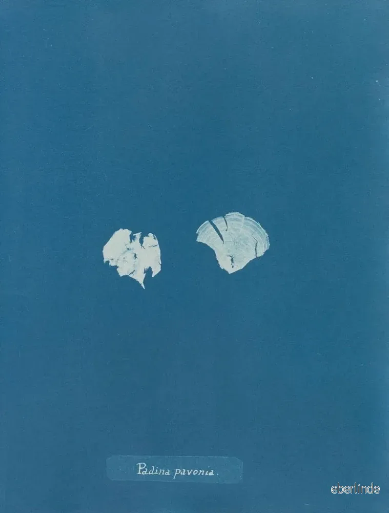 Målning Padina Pavonia (Cas Conflit) - Anna Atkins | Konsttryck - Bild 2
