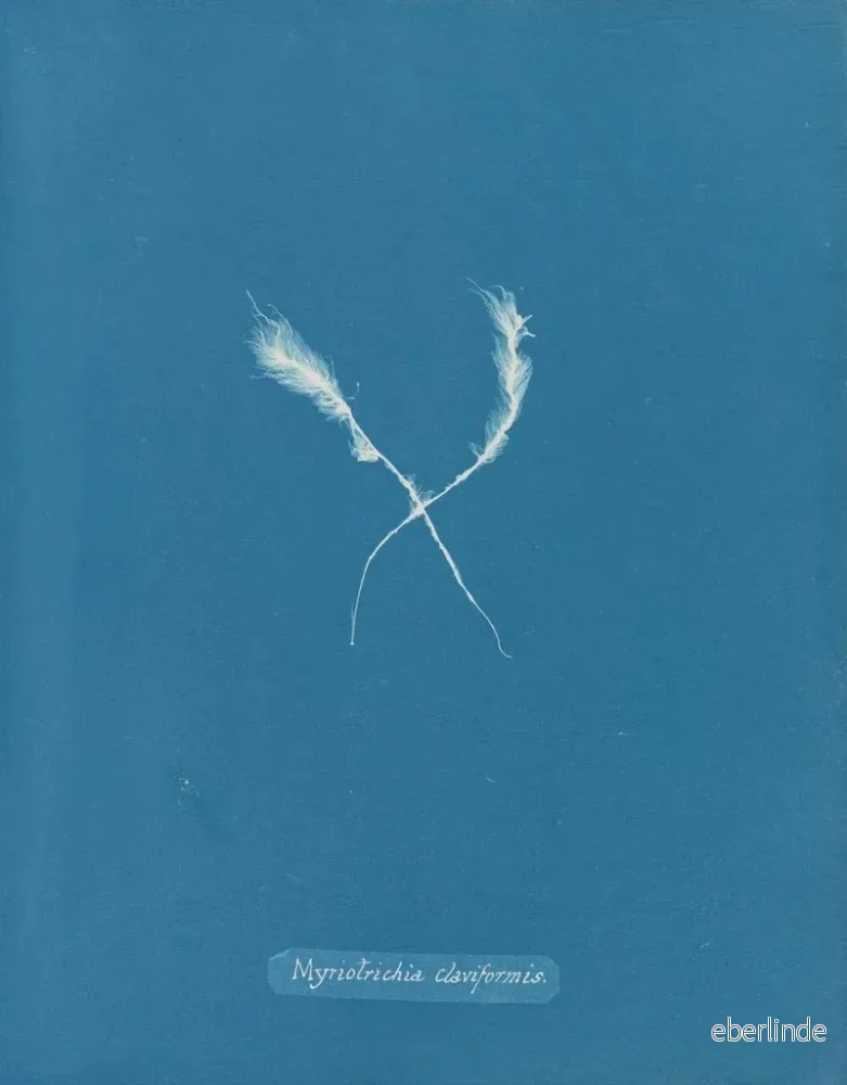 Målning Myriotrichia claviformis - Anna Atkins | Konsttryck - Bild 2