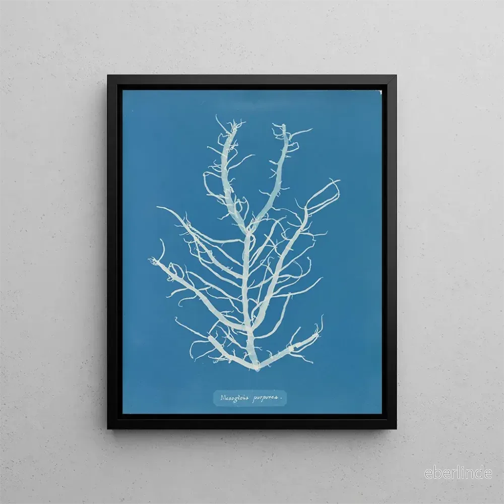 Målning Mesogloia purpurea - Anna Atkins | Konsttryck