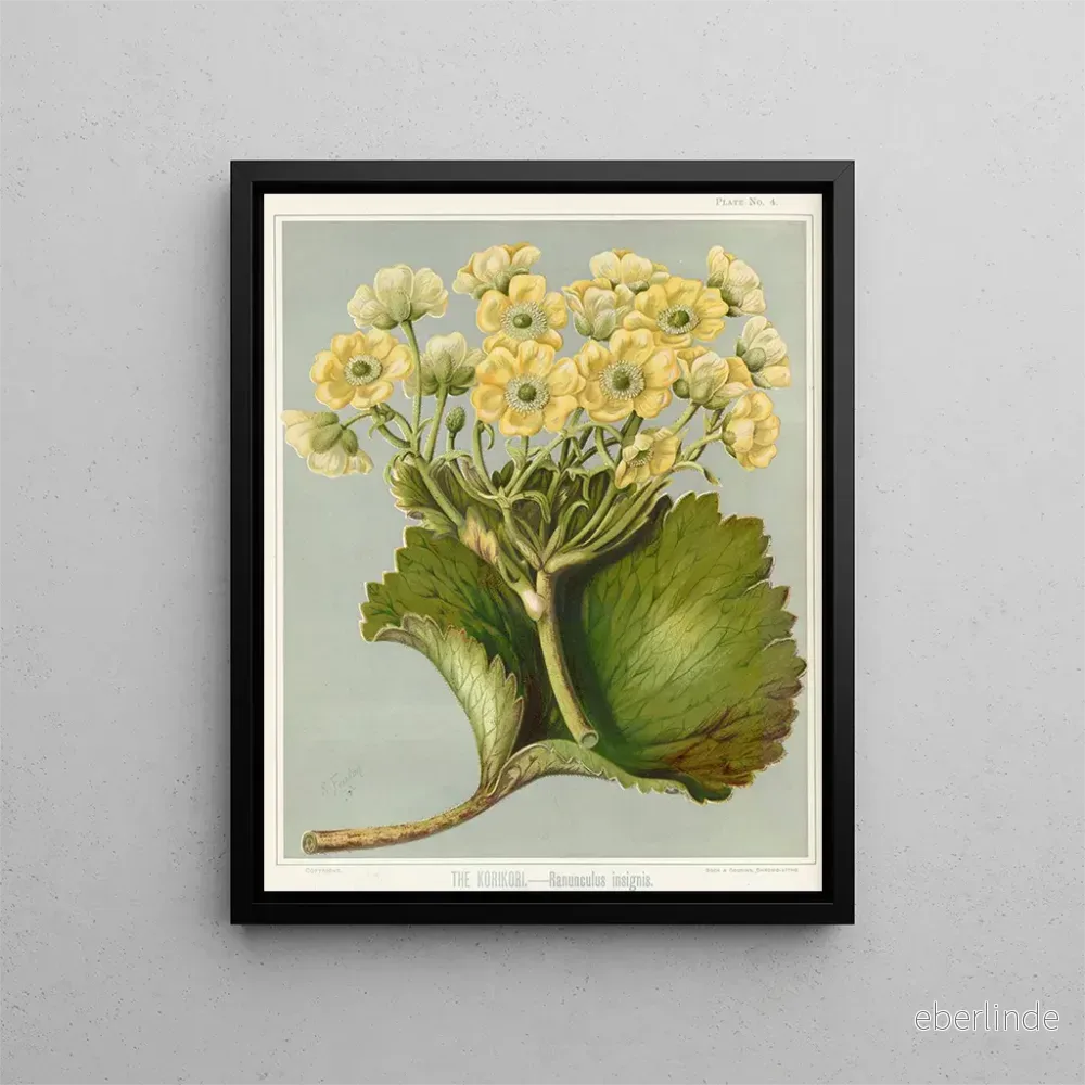 Målning Le Korikori Ranunculus insignis, Planche 4 – Sarah Featon | Konsttryck Målning Le Korikori Ranunculus insignis, Planche 4 – Sarah Featon | Konsttryck