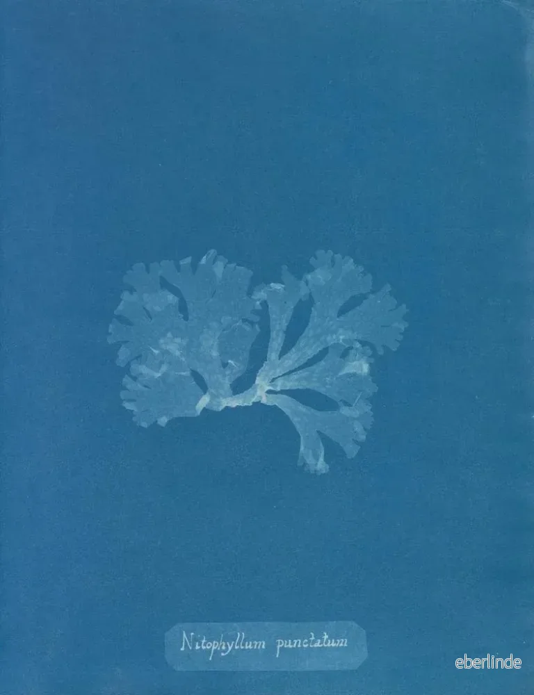 Målning Nitophyllum punctatum - Anna Atkins - Bild 2
