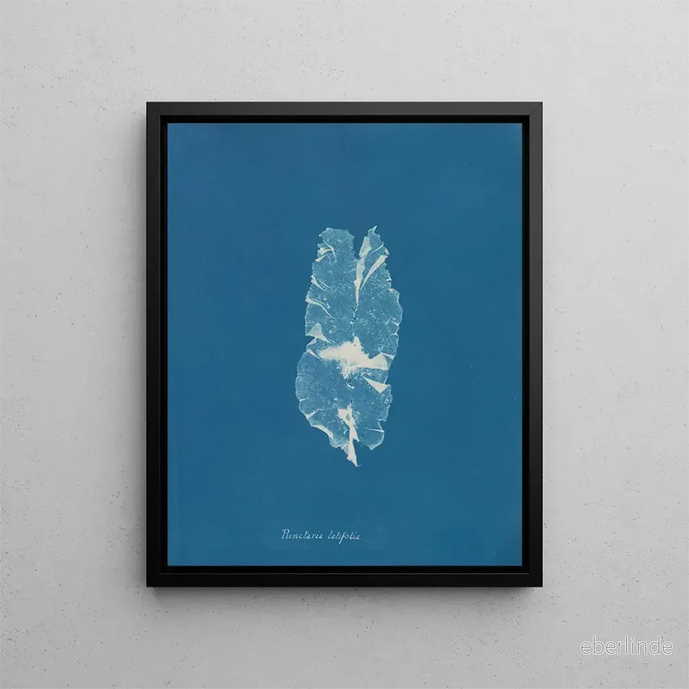 Målning Punctaria latifolia - Anna Atkins | Konsttryck