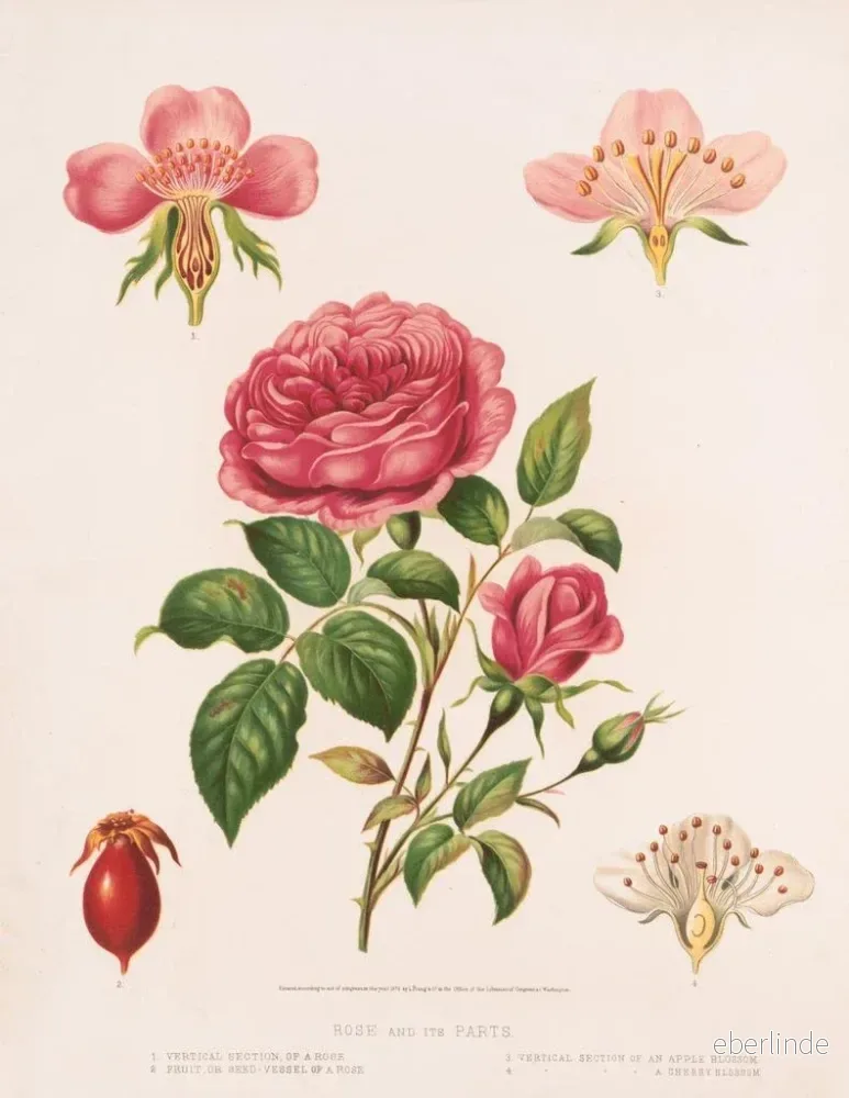 Målning Rose et ses parties - Louis Prang Co | Konsttryck - Bild 2