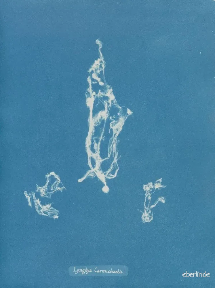Målning Lyngbya Carmichaelii - Anna Atkins | Konsttryck - Bild 2