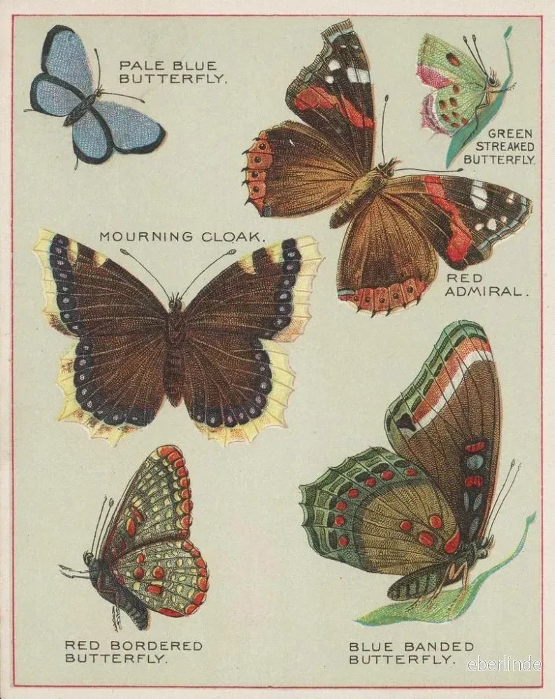 Målning Papillons d'Amérique Pl4 - Chase Sanborn | Konsttryck - Bild 2