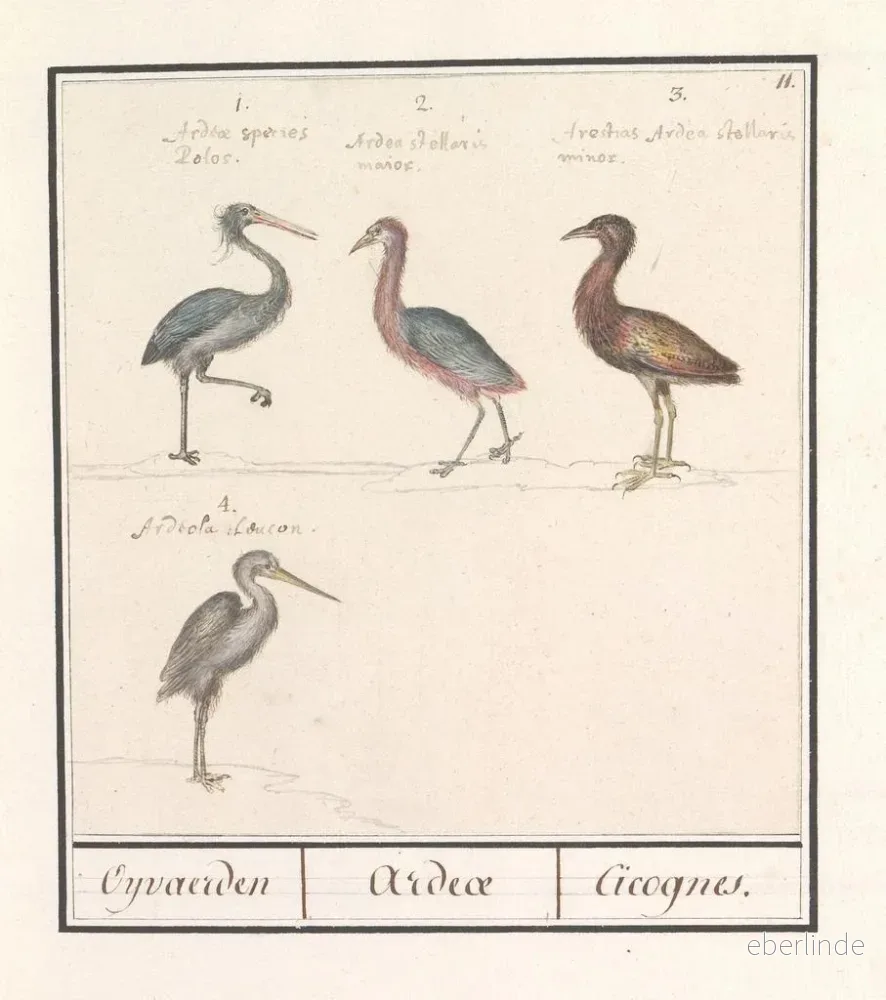 Målning Hérons Ardeidae - Anselmus Botius de Boodt | Konsttryck - Bild 2