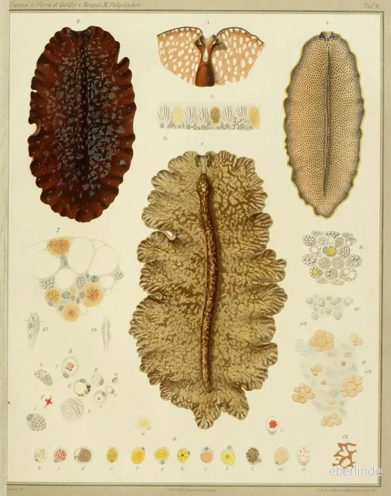 Målning Les polyclades du golfe de Naples et des zones maritimes adjacentes pl. 10 - Arnold Lang - Bild 2