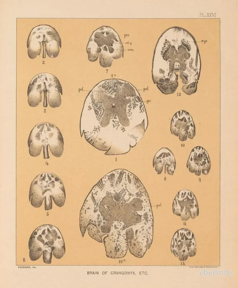 Målning La faune des grottes d'Amérique du Nord Pl 26 - Alpheus Spring Packard | Konsttryck - Bild 2