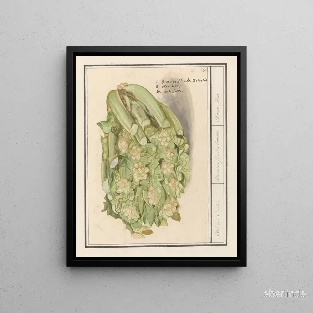 Målning Bloemkool Brassica oleracea convar botrytis var Botrytis – Anselmus Botius de Boodt | Konsttryck