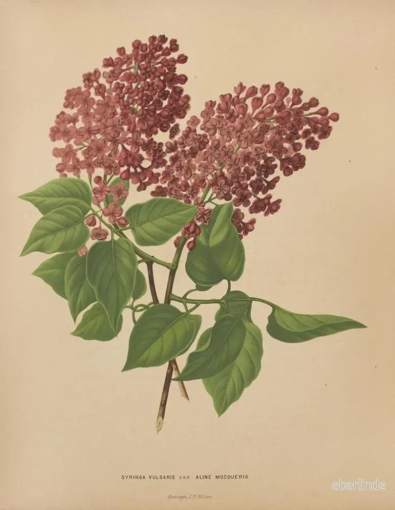 Målning Flore holländska och Pomone PL69 - Abraham Jacobus Wendel | Konsttryck - Bild 2