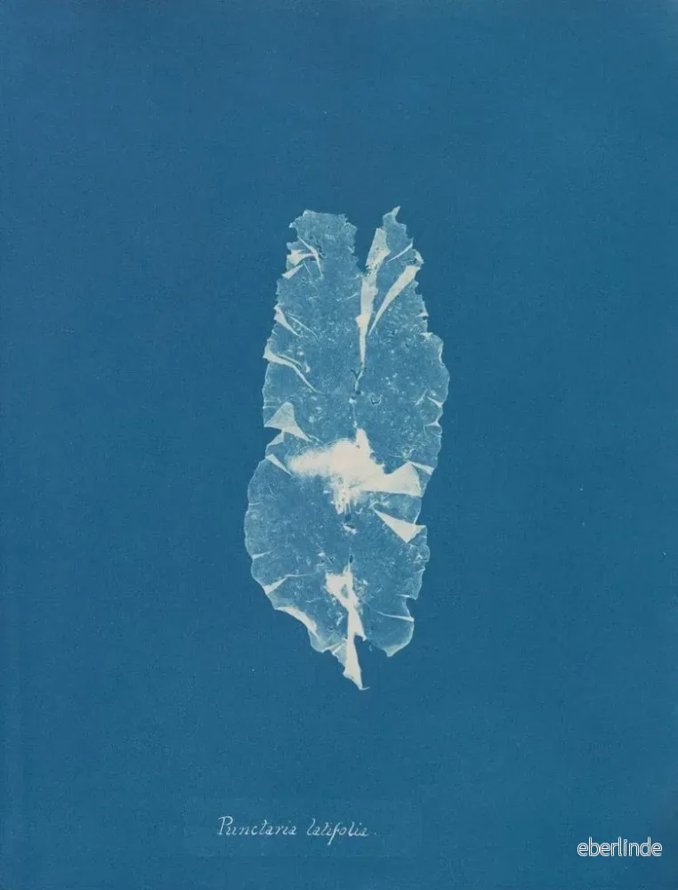 Målning Punctaria latifolia - Anna Atkins | Konsttryck - Bild 2