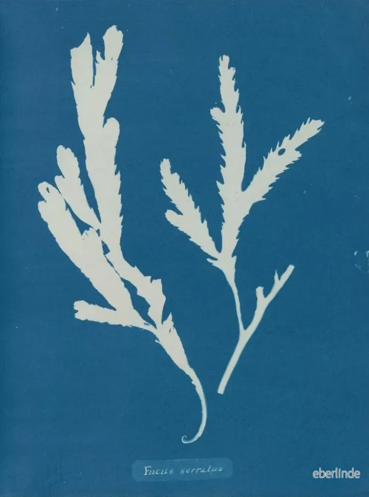 Målning Lame de scie - Anna Atkins | Konsttryck - Bild 2