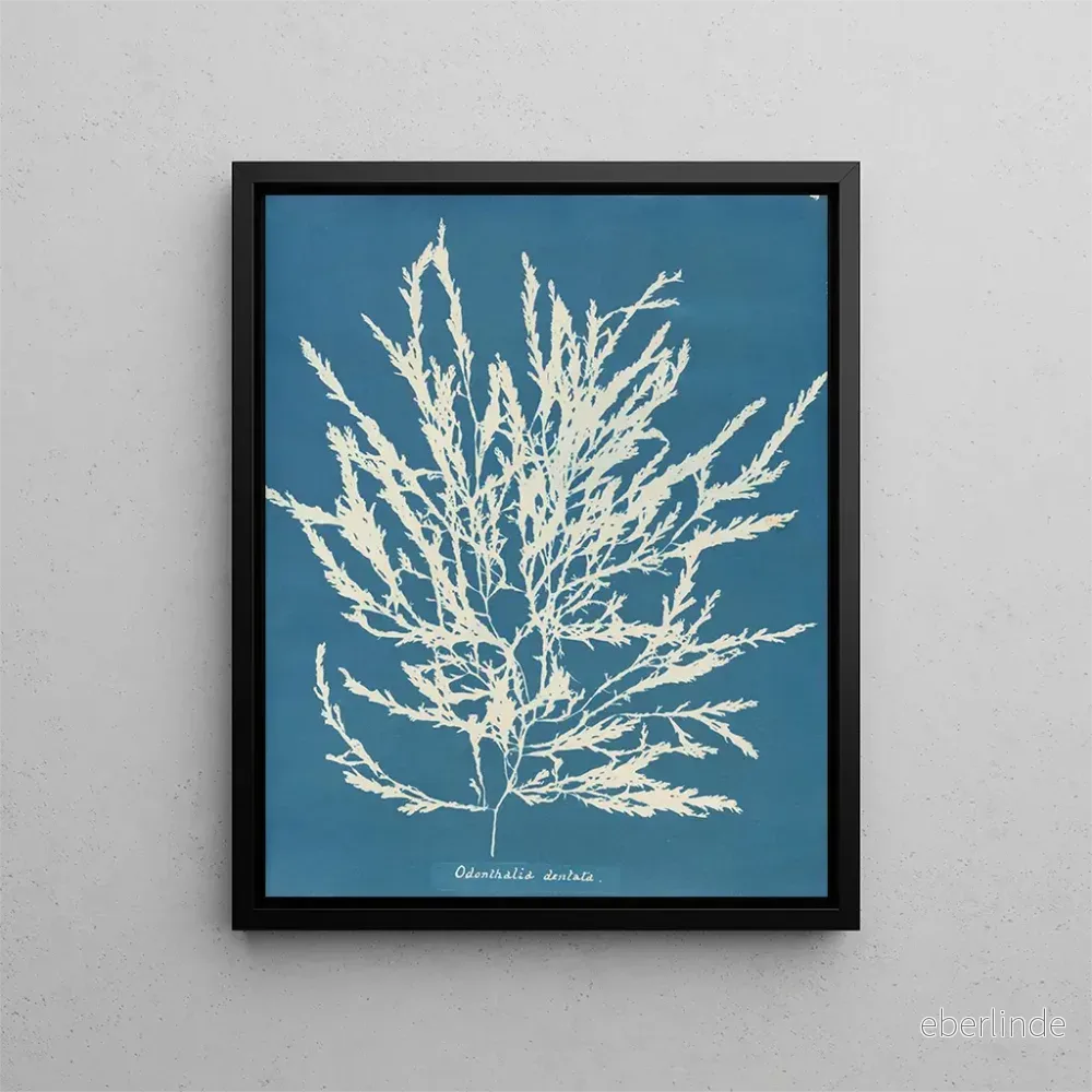 Målning Odonthalie dentée - Anna Atkins | Konsttryck