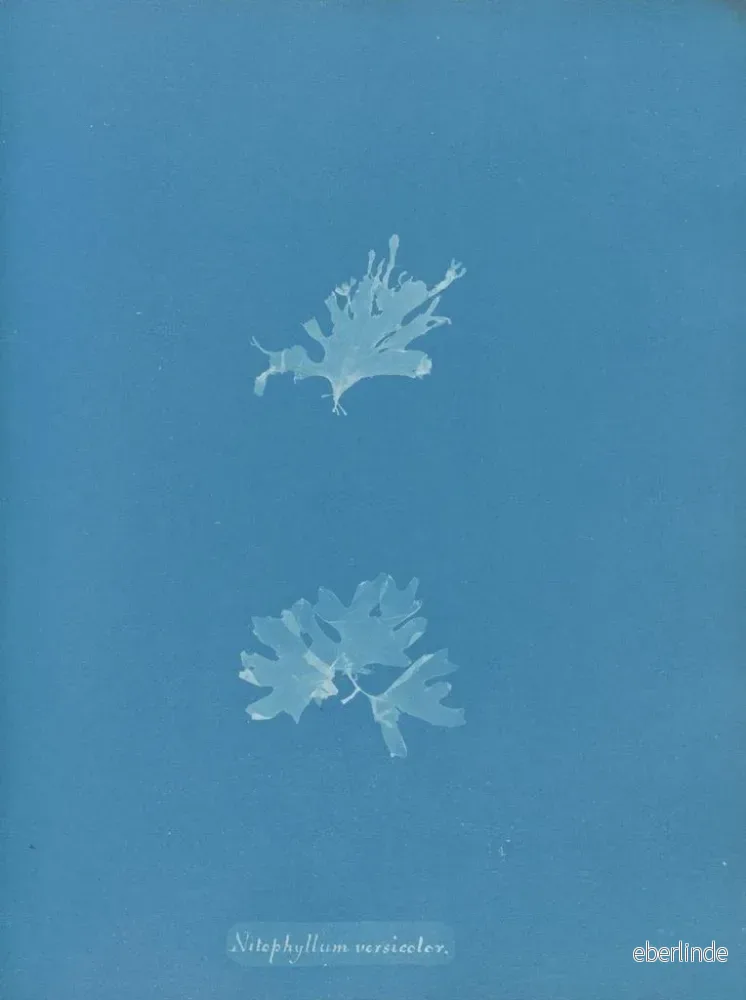 Målning Nitophyllum versicolor - Anna Atkins | Konsttryck - Bild 2