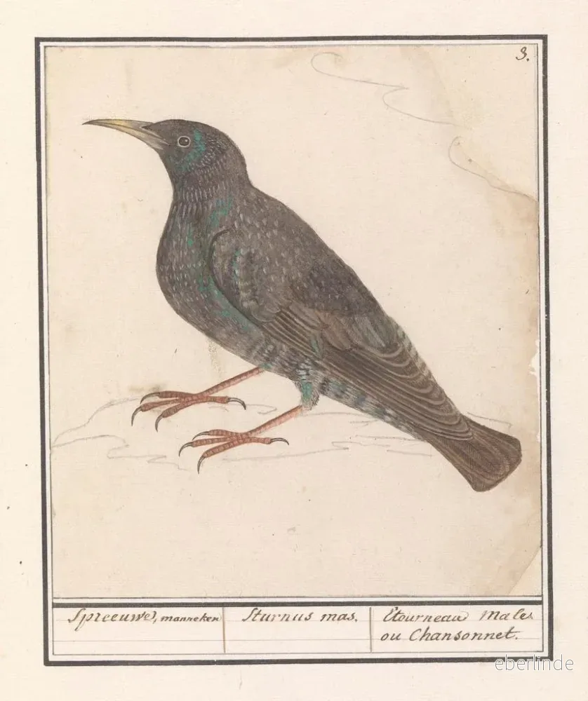 Målning av Stare Sturnus vulgaris - Anselmus Botius de Boodt - Bild 2