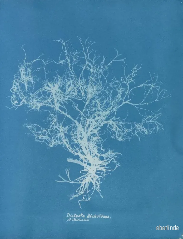 Målning Dictyota dichotoma - Anna Atkins | Konsttryck - Bild 2