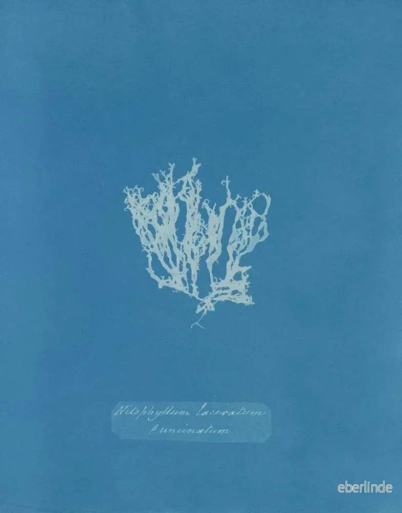 Målning Nitophyllum laceratum - Anna Atkins - Bild 3