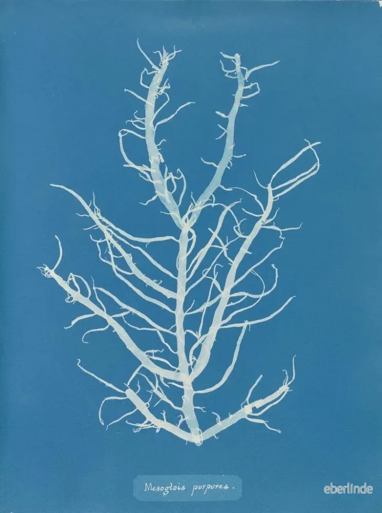 Målning Mesogloia purpurea - Anna Atkins | Konsttryck - Bild 2