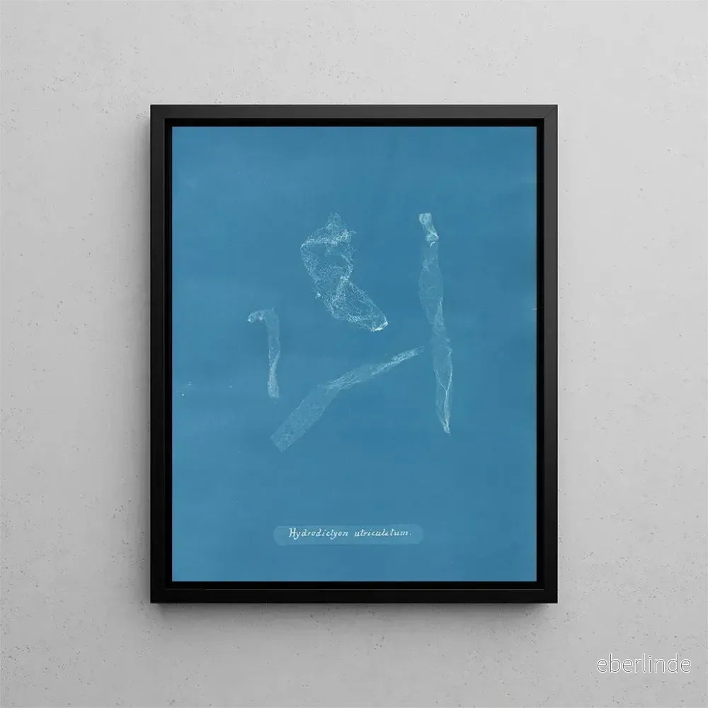 Målning Hydrodictyon utriculatum - Anna Atkins | Konsttryck