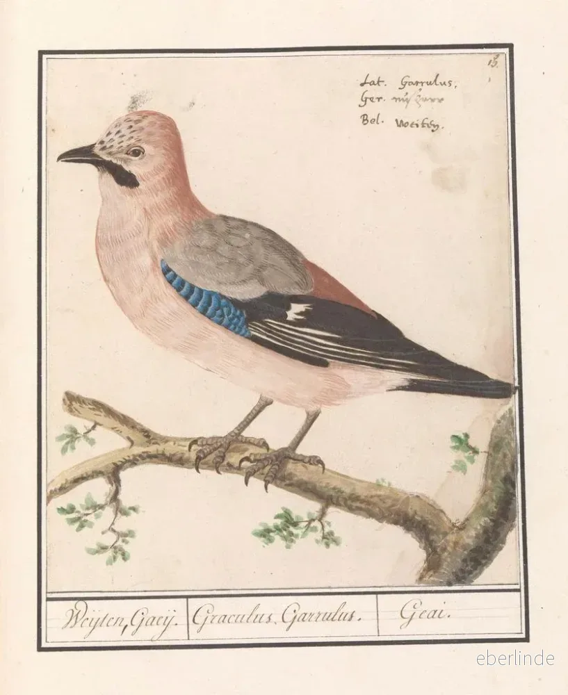 Målning av Flemish nötskrika Garrulus glandarius (Cas Conflit) - Anselmus Botius de Boodt | Konsttryck - Bild 2