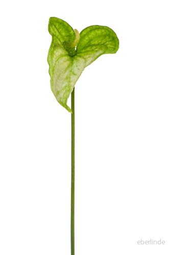 Express Flor 4 konstgjorda anthuriuns 74cm Grön 8435011795218