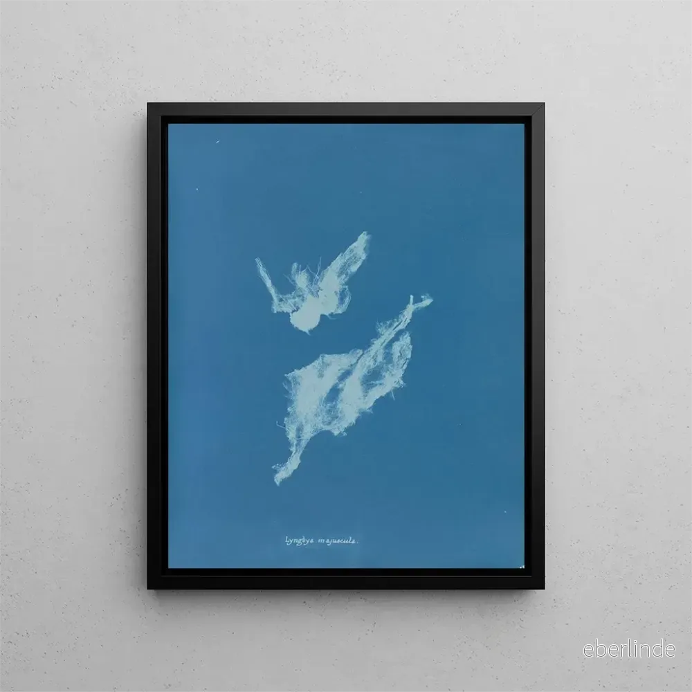 Målning Lyngbya majuscula – Anna Atkins | Konsttryck