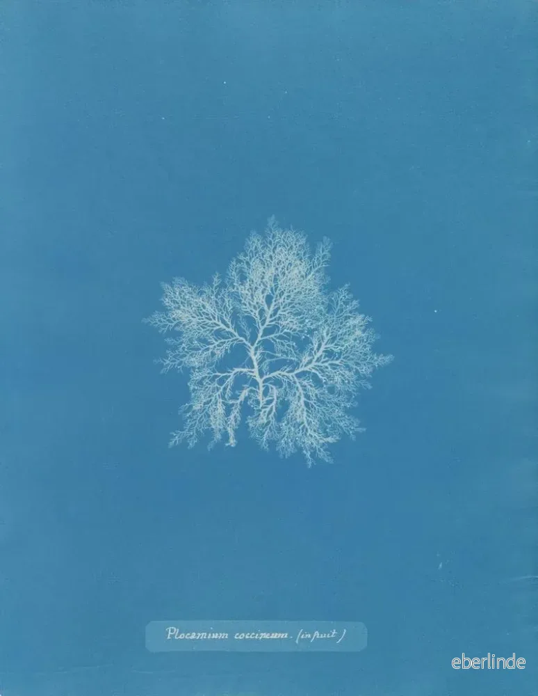 Målning Plocamium cramoisi i frukten - Anna Atkins | Konsttryck - Bild 2