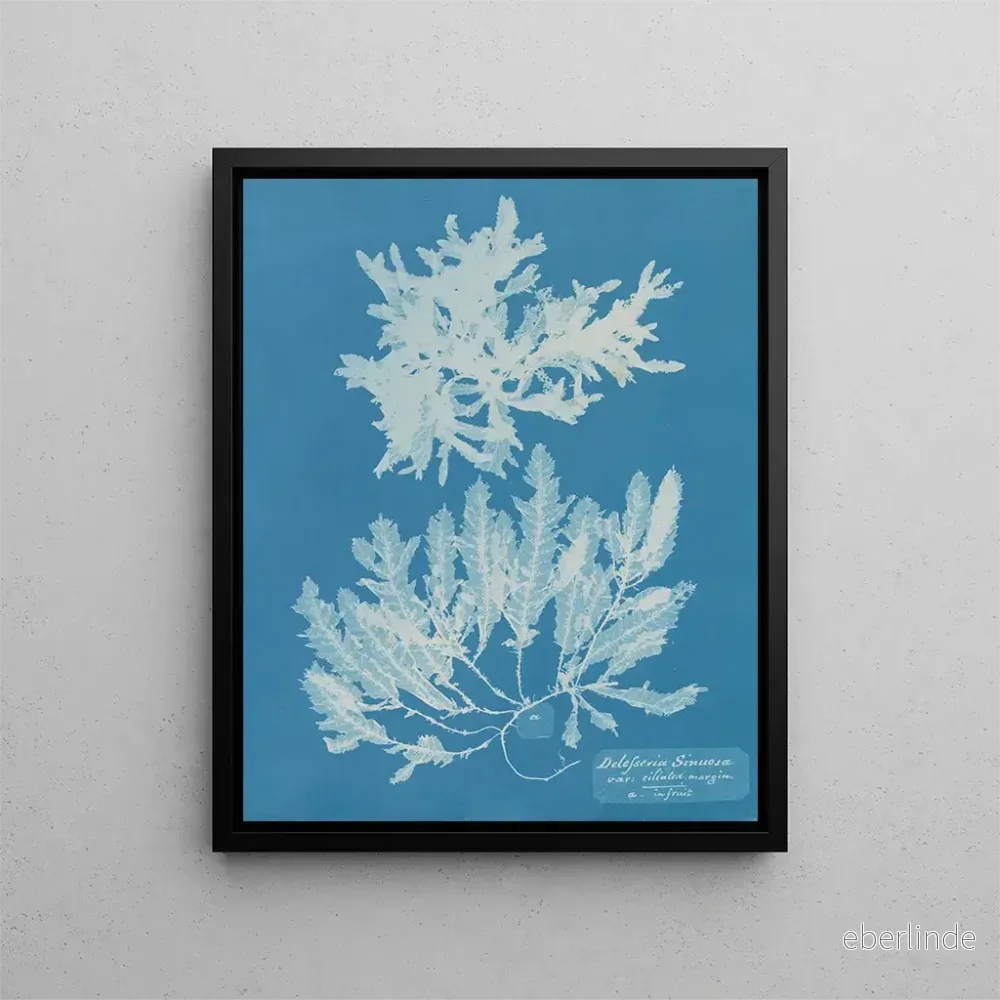 Målning av Delesseria sinuosa med cilié kant och frukt – Anna Atkins Målning av Delesseria sinuosa med cilié kant och frukt – Anna Atkins
