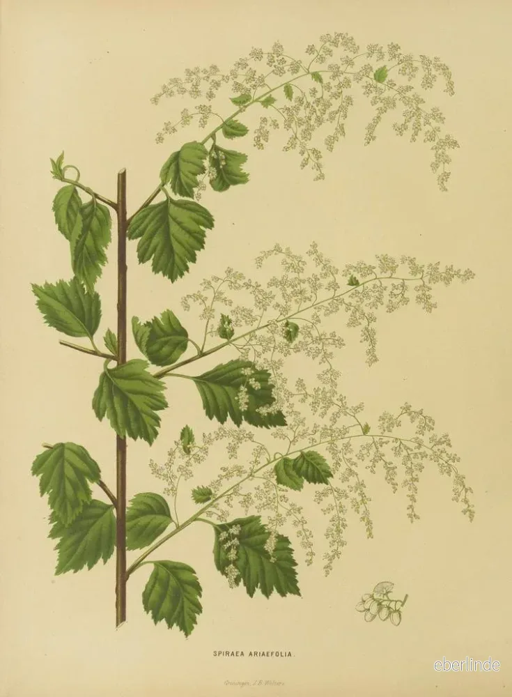Målning av holländska Flore och Pomone Pl. 10 - Abraham Jacobus Wendel - Bild 2