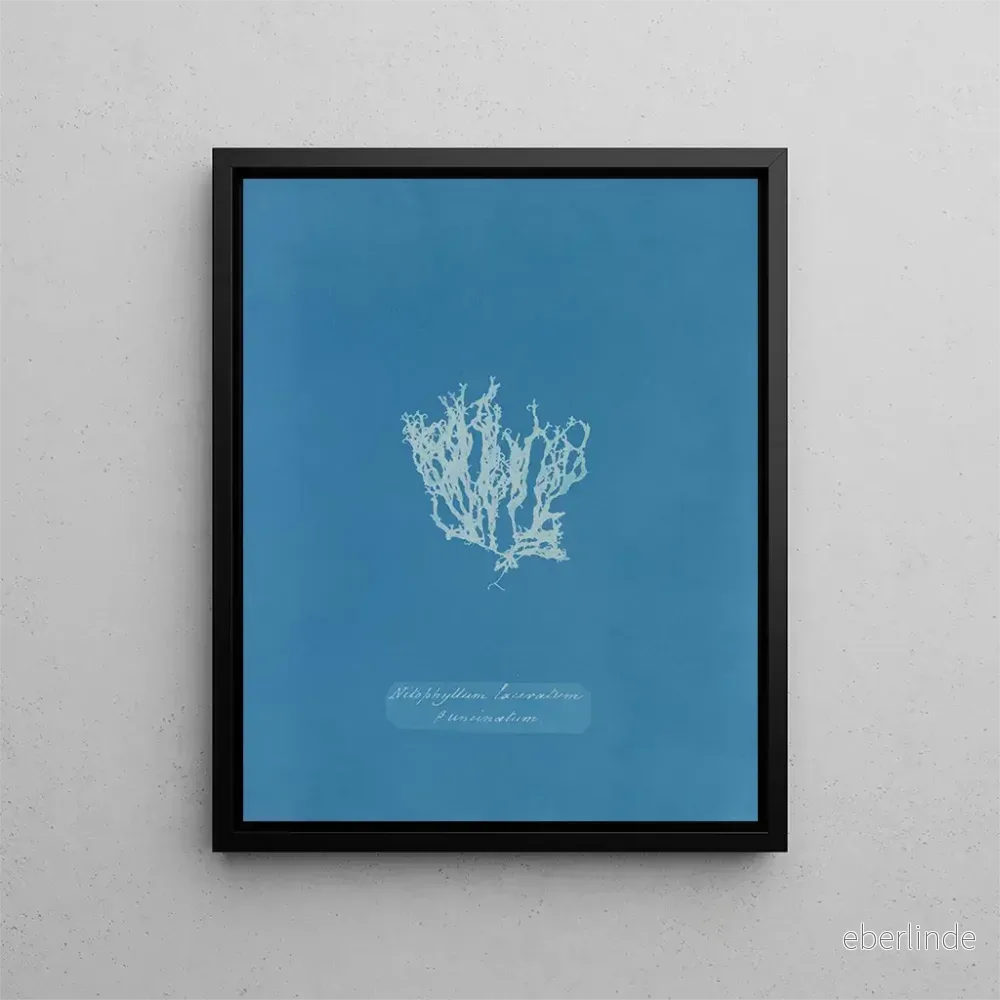 Målning Nitophyllum laceratum - Anna Atkins - Bild 2