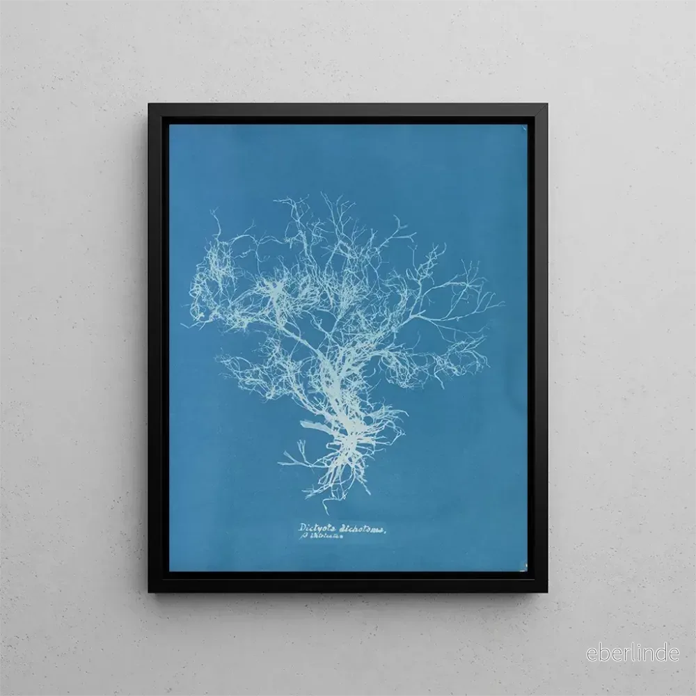 Målning Dictyota dichotoma - Anna Atkins | Konsttryck