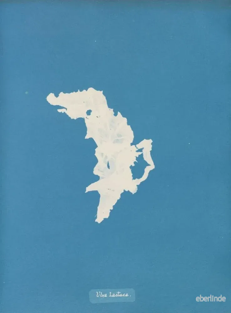 Målning Laitue - Anna Atkins | Konsttryck - Bild 2