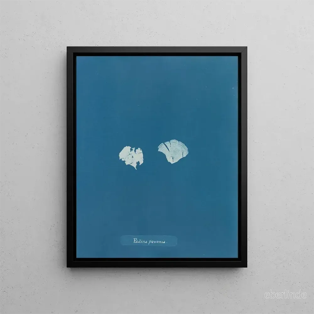 Målning Padina Pavonia (Cas Conflit) - Anna Atkins | Konsttryck