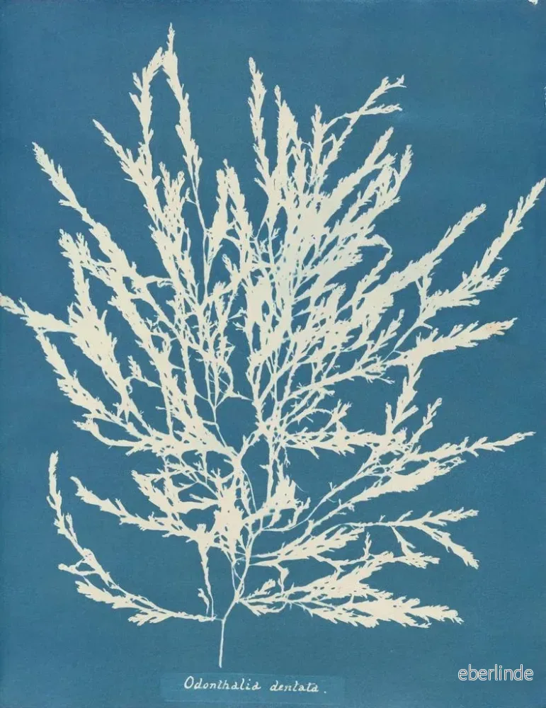 Målning Odonthalie dentée - Anna Atkins | Konsttryck - Bild 2