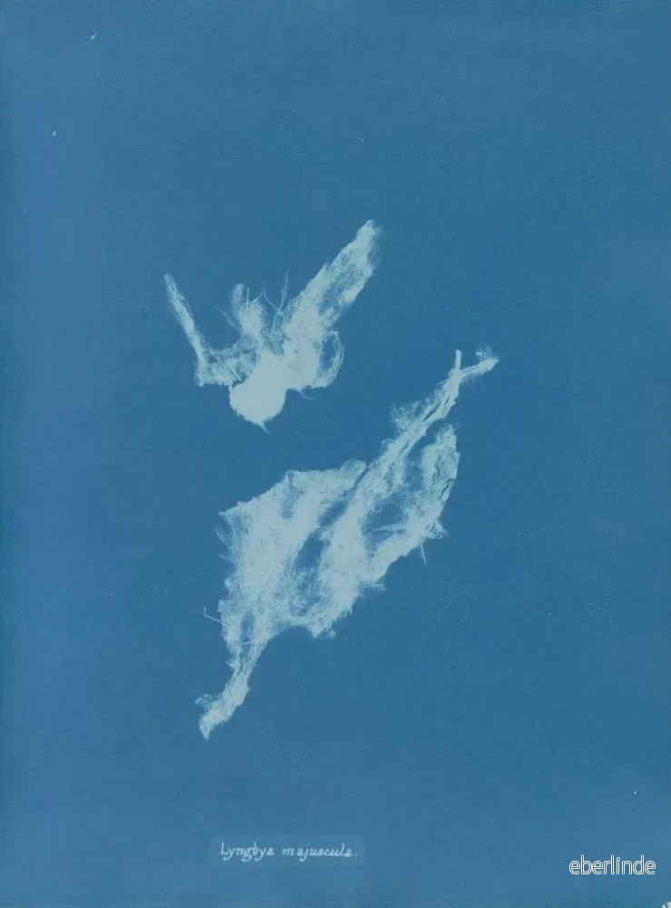 Målning Lyngbya majuscula - Anna Atkins | Konsttryck - Bild 2